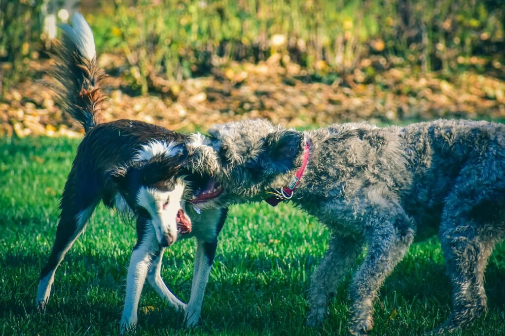 behavior modification and dealing with aggression in downtown baltimore