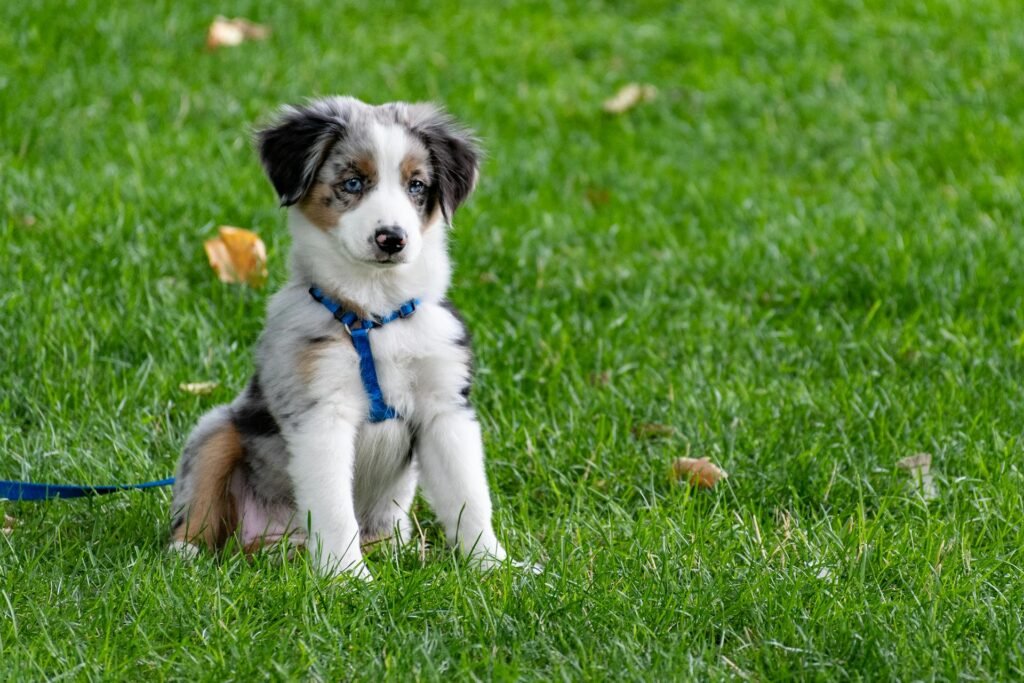 Puppy training in Pasadena MD