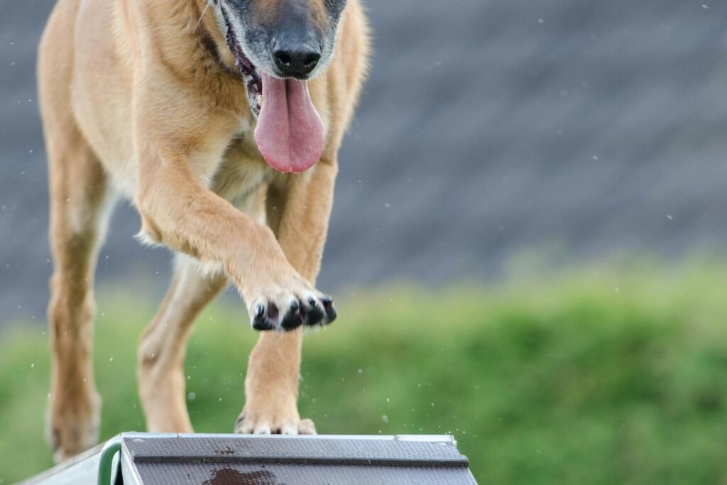 agility training with a Belgian malinois in Anne Arundel county