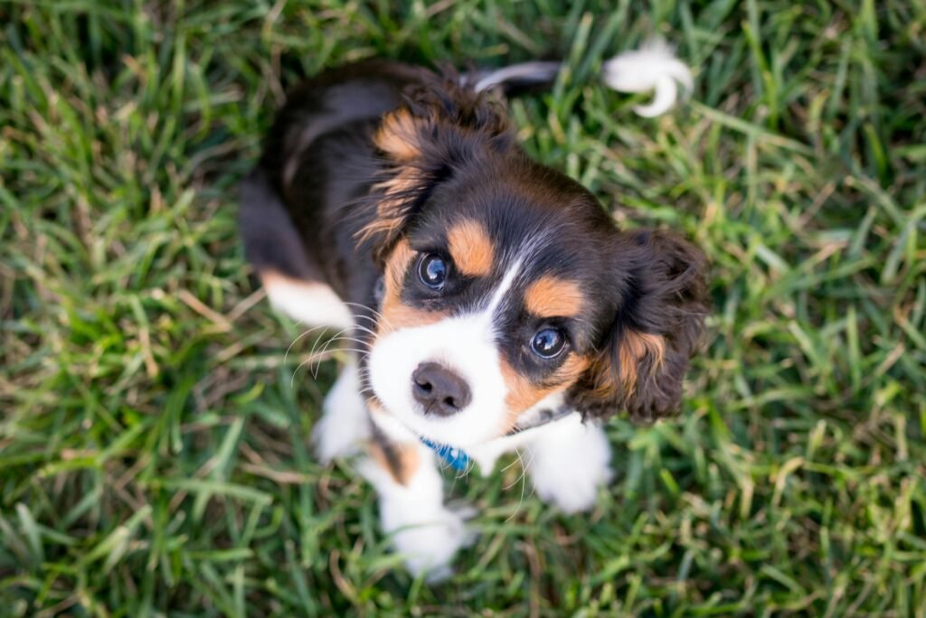 puppy training