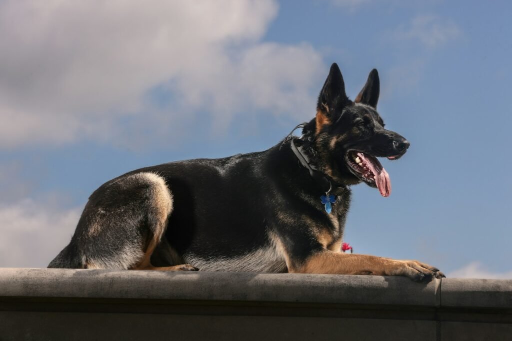 dog training in Anne Arundel county