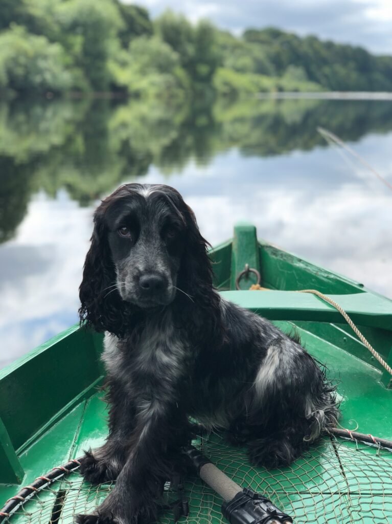 dog learning socialization by being calm on a boat.